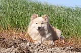 CHIEN FINNOIS DE LAPONIE 011